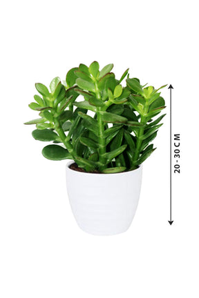 Dollar Plant - Crassula Ovata - Plantsworld.ae