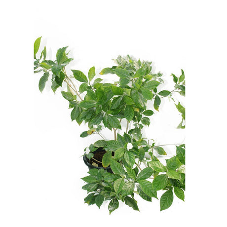 Crepe Jasmine-Tabernaemontana Divaricata - Plantsworld.ae - {{ varient.name }}