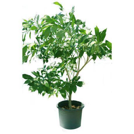 Crepe Jasmine-Tabernaemontana Divaricata - Plantsworld.ae - {{ varient.name }}