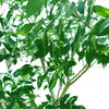 Crepe Jasmine-Tabernaemontana Divaricata - Plantsworld.ae - {{ varient.name }}