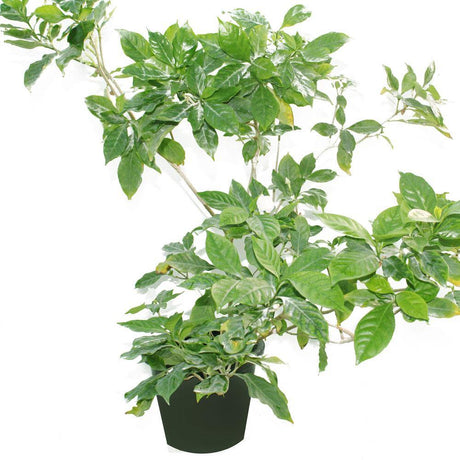 Crepe Jasmine-Tabernaemontana Divaricata - Plantsworld.ae - {{ varient.name }}