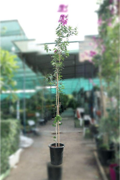 Crepe Myrtle-Outdoor Flowering Plant