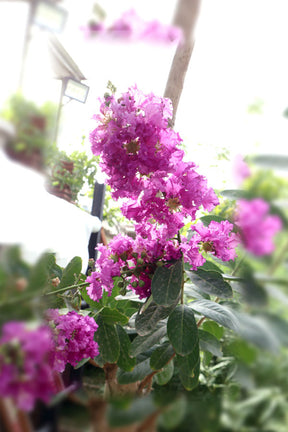 Crepe Myrtle Outdoor Flowering Plant with Colorful Blooms in Pink, Red, and Purple