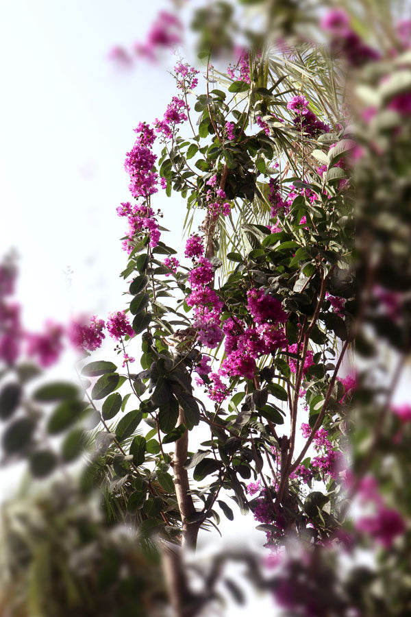 Crepe Myrtle-Outdoor Flowering Plant