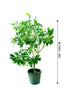 Crepe Jasmine-Tabernaemontana Divaricata - Plantsworld.ae - {{ varient.name }}