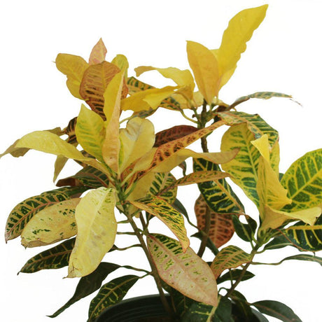 Croton Outdoor-Codiaeum Variegatum - Plantsworld.ae - {{ varient.name }}