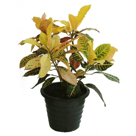 Croton Outdoor-Codiaeum Variegatum - Plantsworld.ae - {{ varient.name }}