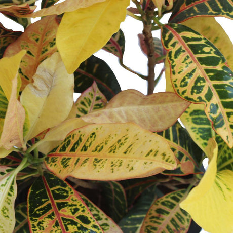 Croton Outdoor-Codiaeum Variegatum - Plantsworld.ae - {{ varient.name }}