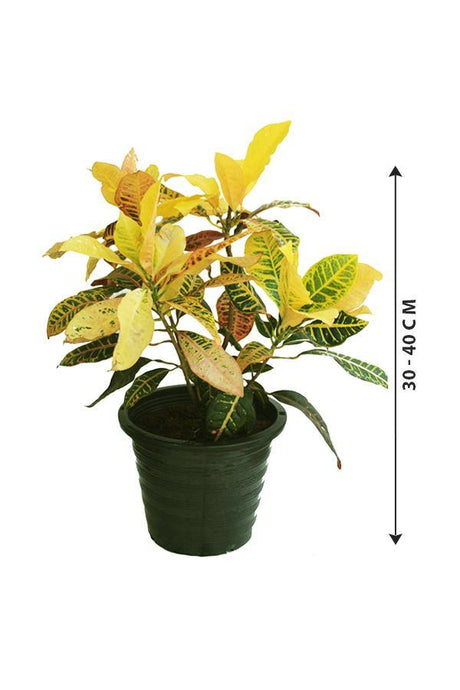 Croton Outdoor-Codiaeum Variegatum - Plantsworld.ae - {{ varient.name }}