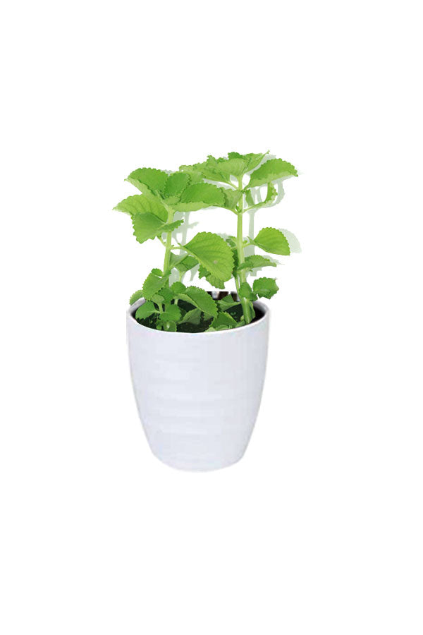 Titanium Combo Package-Health Club