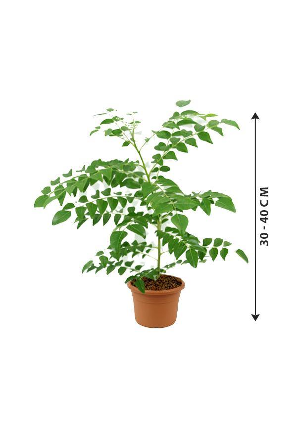 Curry leaf tree - Murraya Koenigii - Plantsworld.ae - {{ varient.name }}