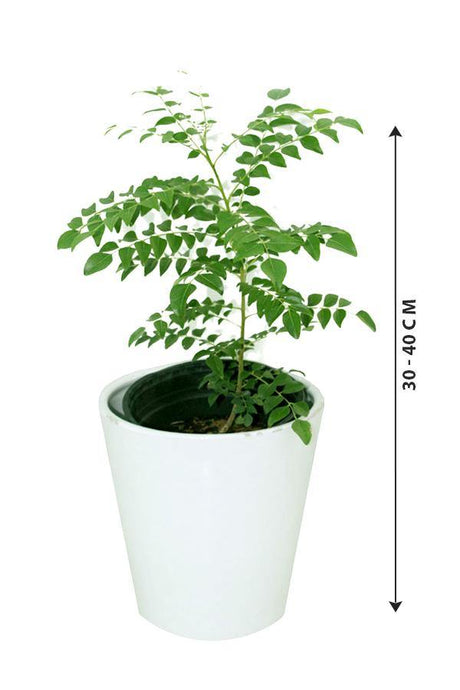 Curry leaf tree - Murraya Koenigii - Plantsworld.ae - {{ varient.name }}