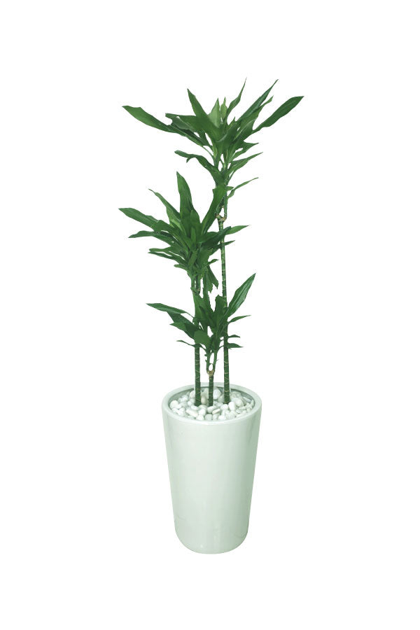 Dracaena Janet Craig – Low Light Plant – Büro-Hochpflanze im hohen Topf
