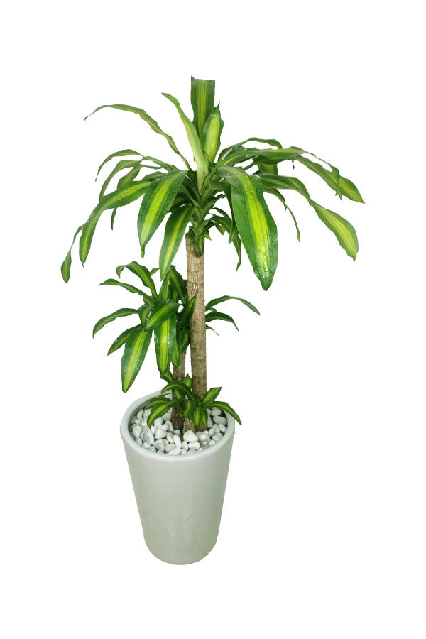 Dracaena Massangeana – Büro-Hochpflanze im hohen Topf