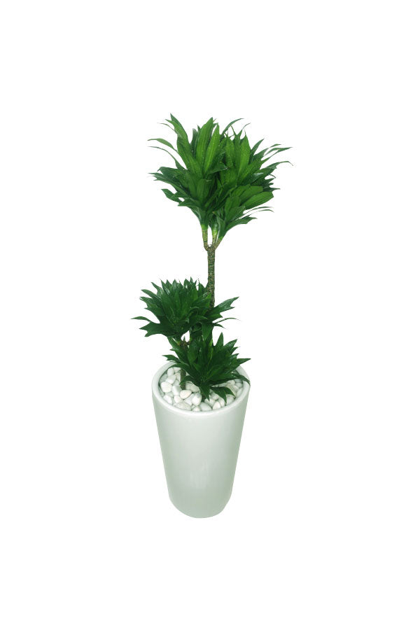 Dracena Fragrans Compacta-Dracaena Deremensis-Büro-Hochpflanze