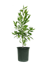 Damastbaum - Conocarpus Lancifolius - Baumpflanzen für den Außenbereich