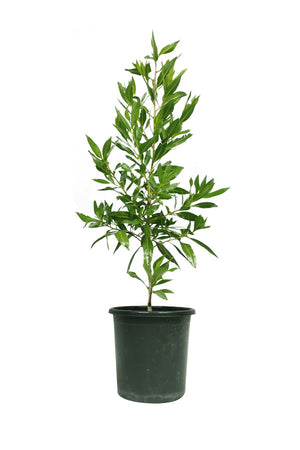 Damas Tree – Conocarpus Lancifolius Growing Outdoors in UAE Landscape