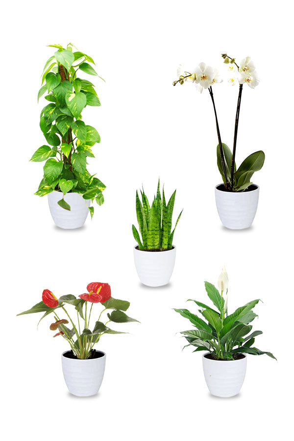 Dekor-Kombipflanzen – Zimmerpflanzen-Kombination