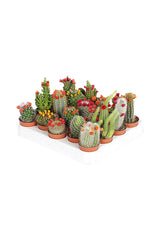 Decorative Cactus Combo Plants - Plant Set (Set of 20)