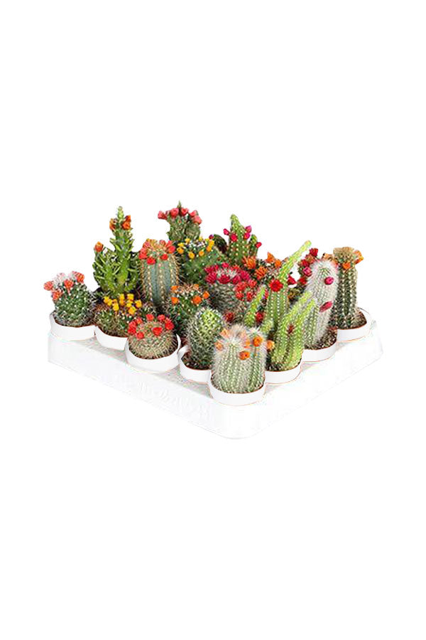Dekorative Kaktus-Kombipflanzen – Pflanzenset (20er-Set)