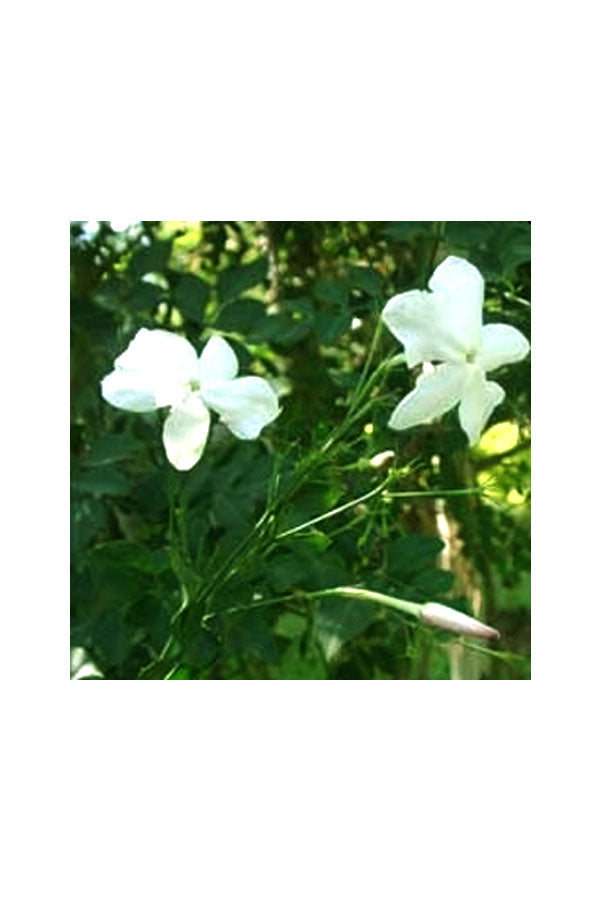 Jai-Pflanze – Jasminum grandiflorum – Blühende Pflanze im Freien