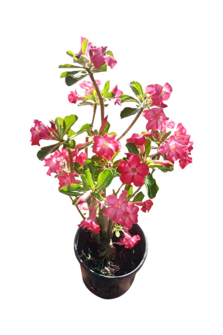 Wüstenrose – Adenium Obesum – Blühende Pflanze im Freien