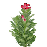 Desert Rose-Adenium Obesum - Plantsworld.ae - {{ varient.name }}