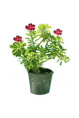 Desert Rose Chocolate - Rosy Adenium Obesum - Plantsworld.ae - {{ varient.name }}