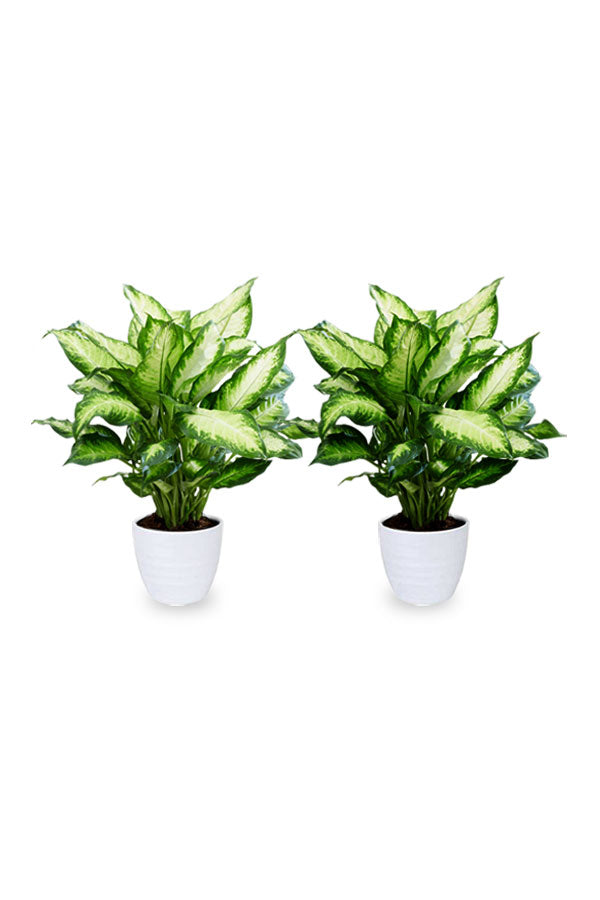 Buy One Get One -Dumb Cane  -Indoor Plant