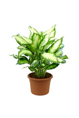 Dieffenbachia Camilla - Dumb Cane - Indoor Plant