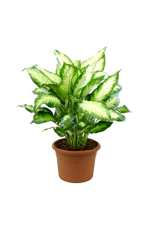 Dumb Cane - Dieffenbachia Seguine 'Camilla' - Plantsworld.ae