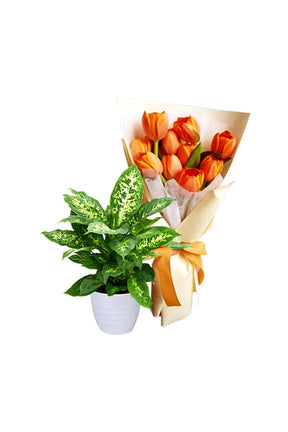 Elegant houseplant gift set combining greenery and flowers
