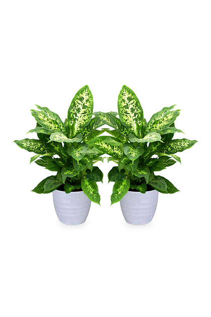Buy One Get One- Dieffenbachia Seguine Indoor Decorative Plant