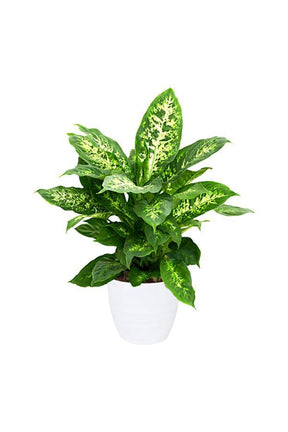 Dieffenbachia Compacta - Dieffenbachia Seguine - Dieffenbachia Compacta - Dieffenbachia Seguine - Plantsworld.ae