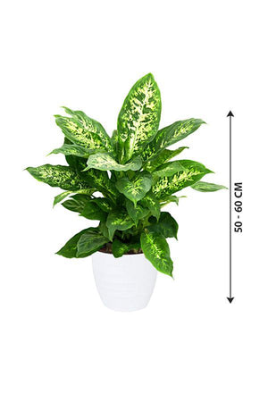 dieffenbachia compacta size Dumb Cane - Dieffenbachia Seguine