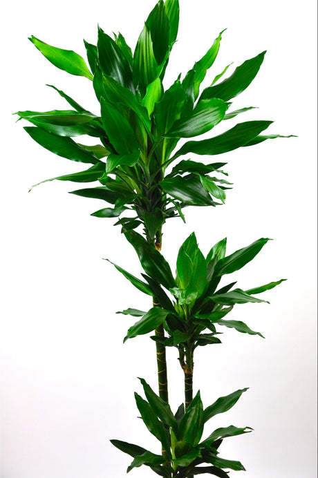 Dracaena Janet Craig - low light interior plant - Plantsworld.ae - {{ varient.name }}