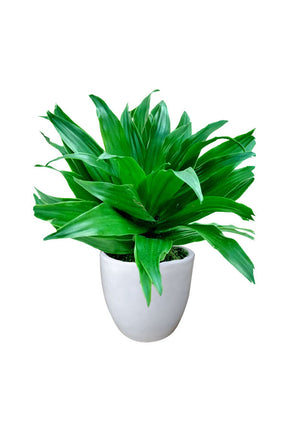 Dracaena Compacta Single Head - Indoor Decorative Plant at Plantsworld.ae