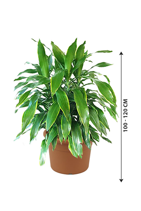Dracaena Art – nicht blühende Zimmerpflanze