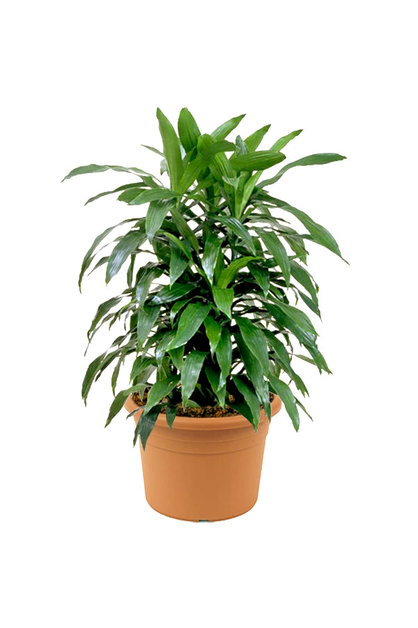 Dracaena Art - Non Flowering Indoor Plant