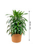 Dracaena Art - Non Flowering Indoor Plant