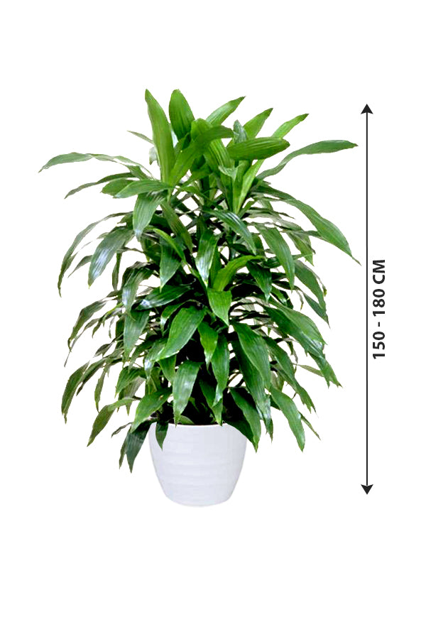 Dracaena Art – nicht blühende Zimmerpflanze