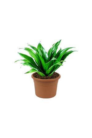 Dracaena Compacta Single Head