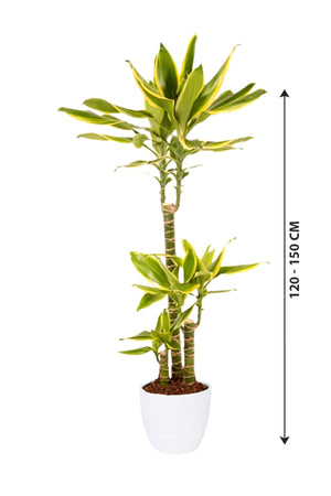 Dracaena Gold Coast -Dracaena fragrans "Golden Coast" - Plantsworld.ae