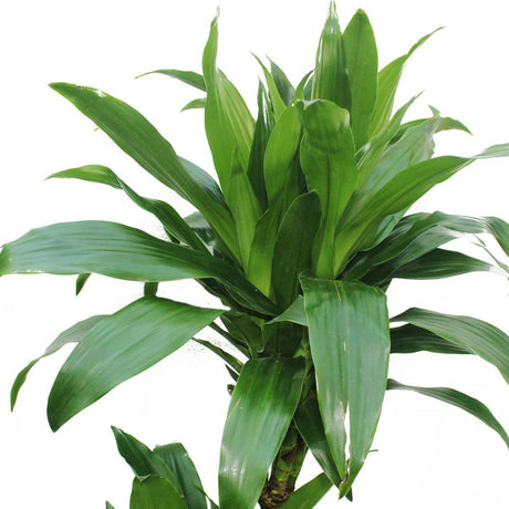 Dracaena Janet Craig - low light interior plant - Plantsworld.ae - {{ varient.name }}