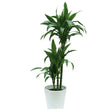 Dracaena Janet Craig - low light interior plant - Plantsworld.ae - {{ varient.name }}