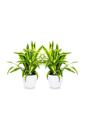 Buy 1 Get 1 Free Dracaena Lemon Lime Houseplant for Home Decor
