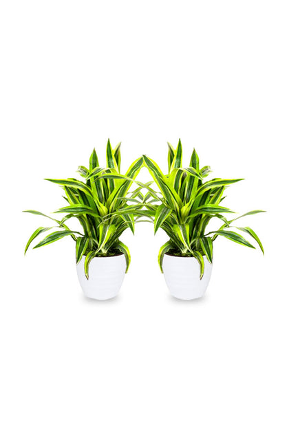 Buy One Get One - Dracaena Lemon Lime Mini -Indoor Plant