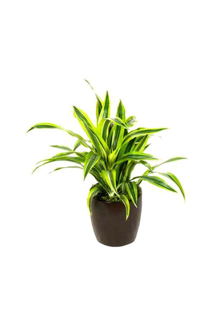 Dracaena Lemon Lime Mini - Lemon Lime plant - Plantsworld.ae - {{ varient.name }}