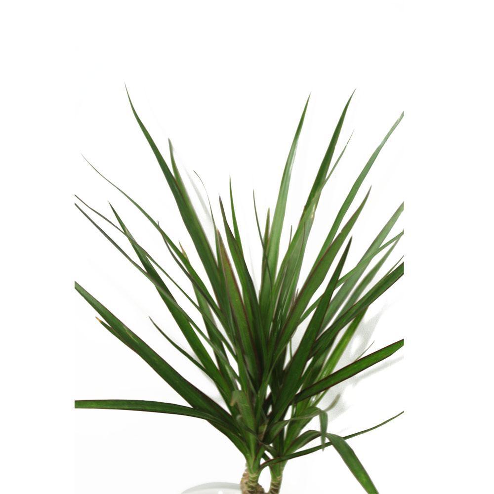 Dracaena Marginata Small - Low Light Evergreen Plant - Plantsworld.ae - {{ varient.name }}
