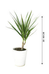Dracaena Marginata Small – Immergrüne Zimmerpflanze